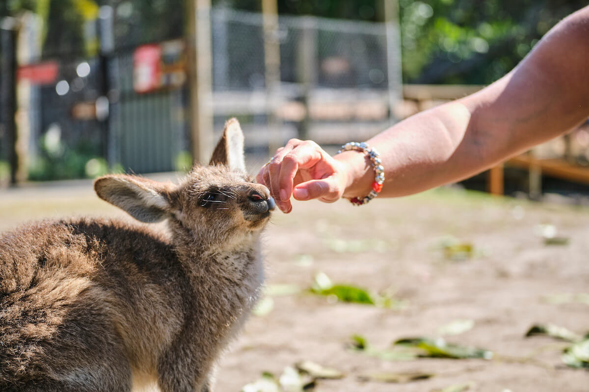 Kids Can Pet Kangaroos at Cobb's Adventure Park Near Calgary