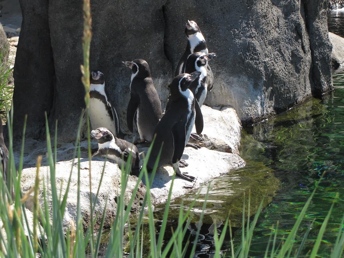 Penguins at Calgary Zoo