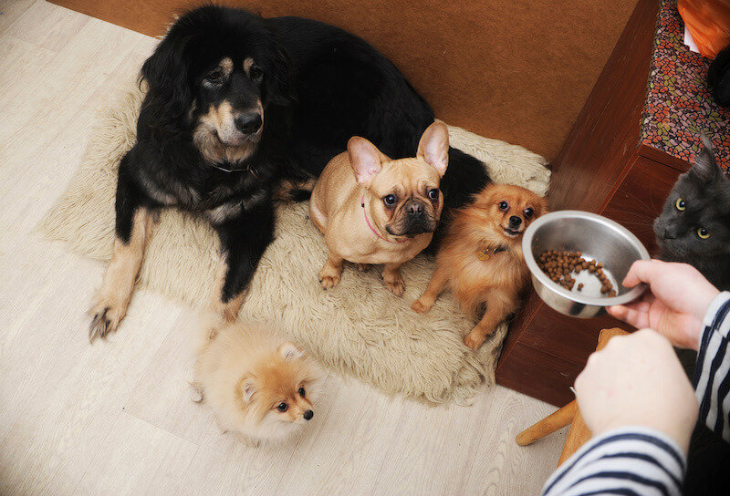 How Big of a Dog Can You Have in a Condo?