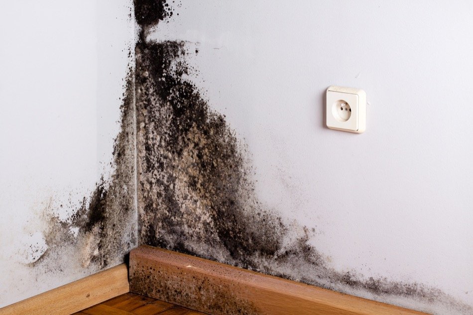 How To Identify Mould In Your Home