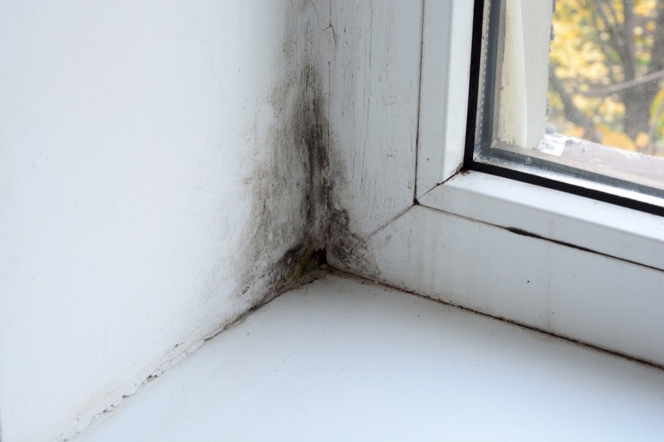 Can Mould Be the Reason for Your Health Problem?