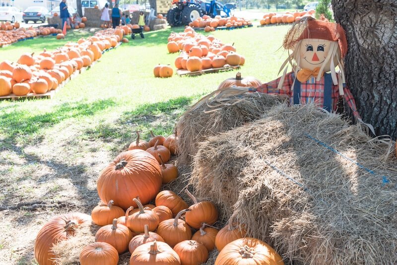 Pumpkin Patches in Calgary